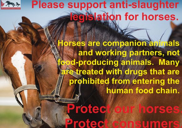 defendhorsescan's tweet photo. NEW E-PETITION CALLING ON THE HOUSE OF COMMONS TO PROHIBIT HORSE SLAUGHTER https://t.co/7oFYIYPV3C https://t.co/NHoV4DJo3d