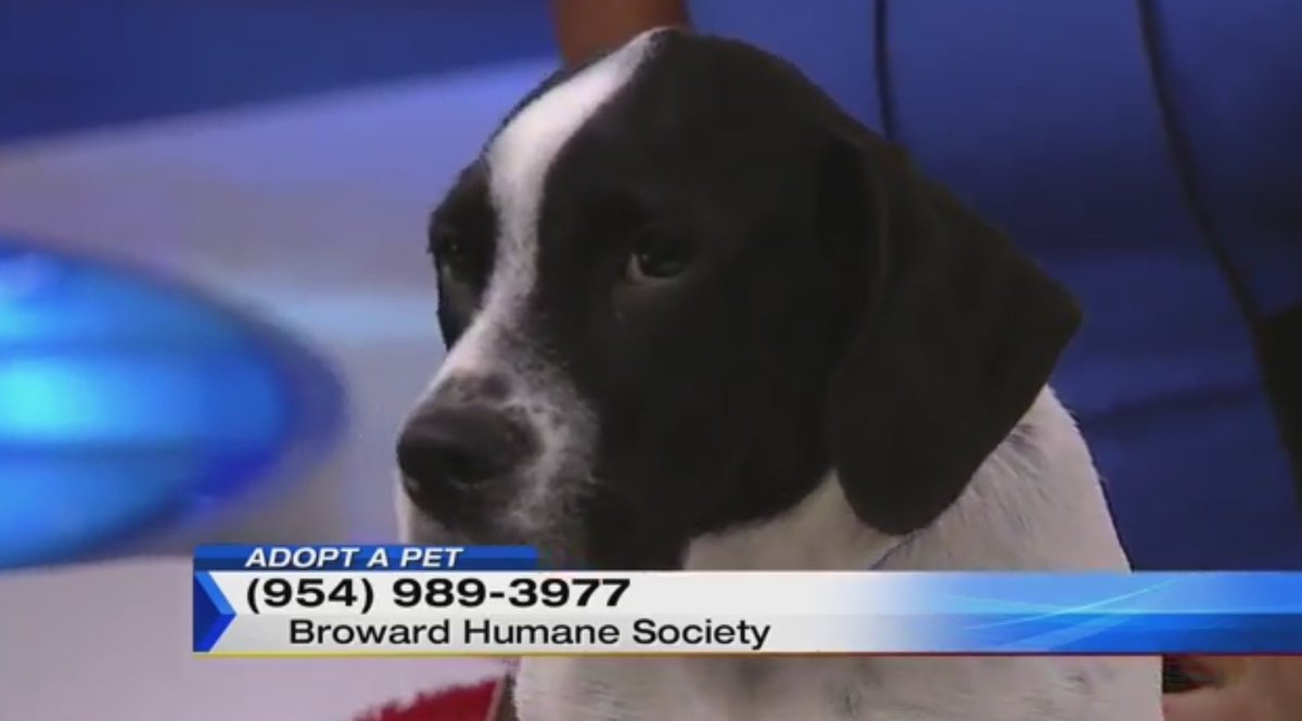 Here is today's Adopt a Pet segment bit.ly/2bGIDSs?utm_me… https://t.co/RYnUOW5PGN
