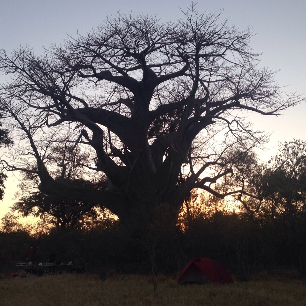 OLTW's tweet image. Feeling pretty lucky to be sleeping under this beautiful old baobab in Botswana tonight #okavango16