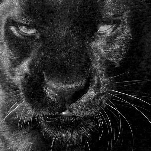 CharlieRoCEO's tweet photo. JV Red 24-0! #F3 #ItsOurTimeToShine https://t.co/YAATCgund8