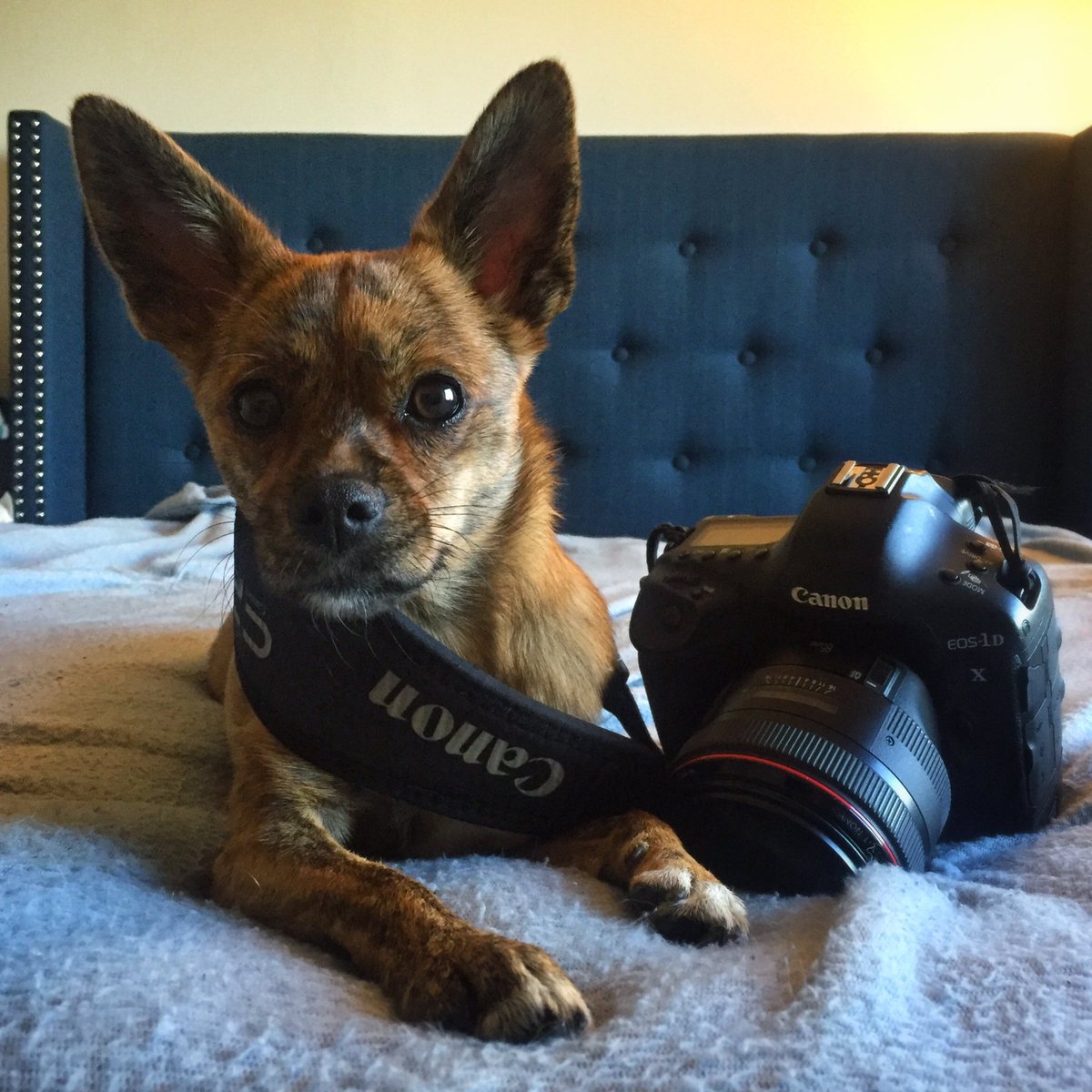 FireTheCanon's tweet photo. Tiga is rocking the @CanonUSA 1DX and #85L (which probably weighs more than her) today as my wedding assistant. 😂 https://t.co/8B1bRG4K5c