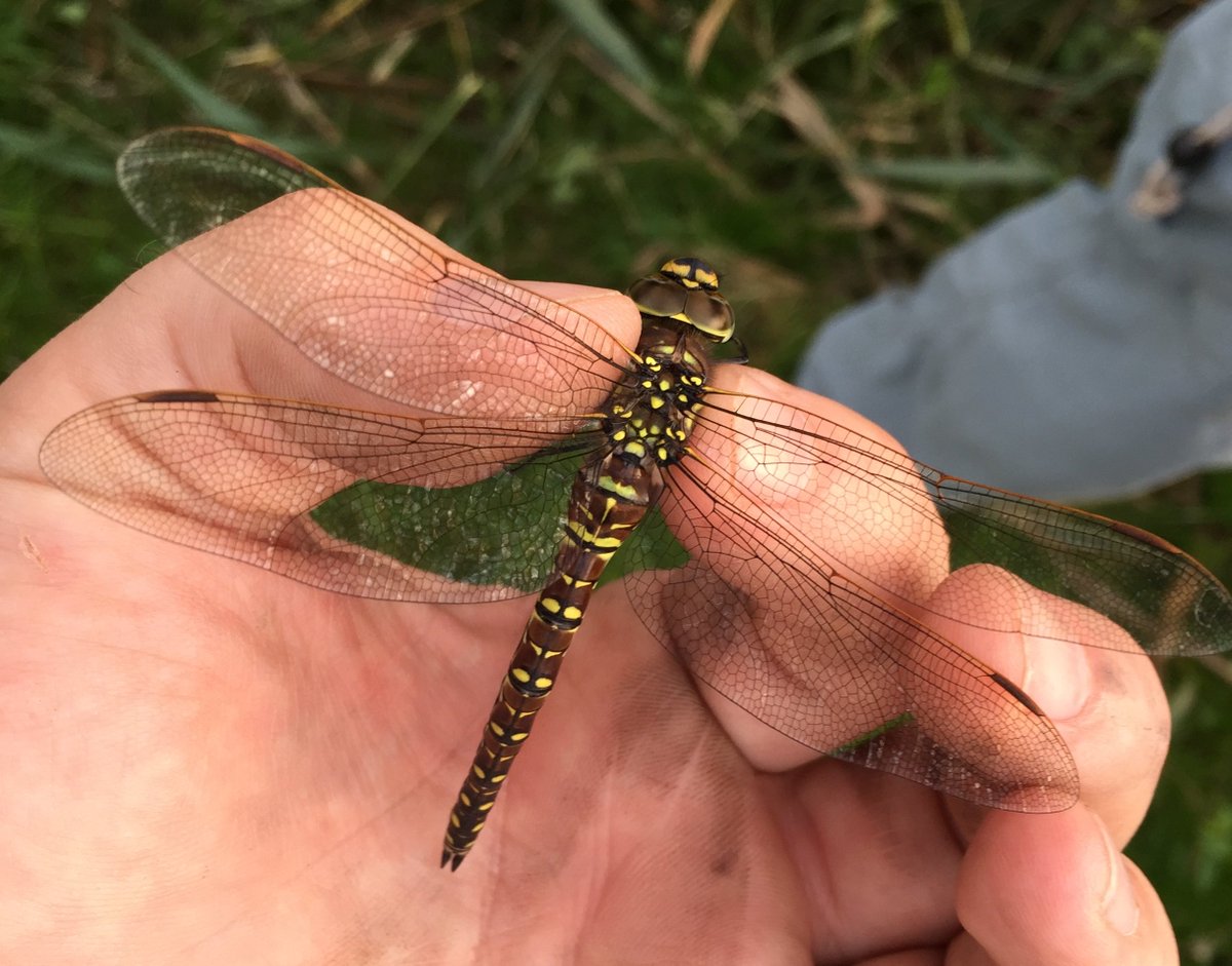 OwainGabb's tweet photo. #Oxwich #birdringing 27 Aug redstart, tree pipits and swallows. See:  https://t.co/wRnwjeKqk7 @Emma_Owl_Cole @_BTO https://t.co/n97dU8VmiE