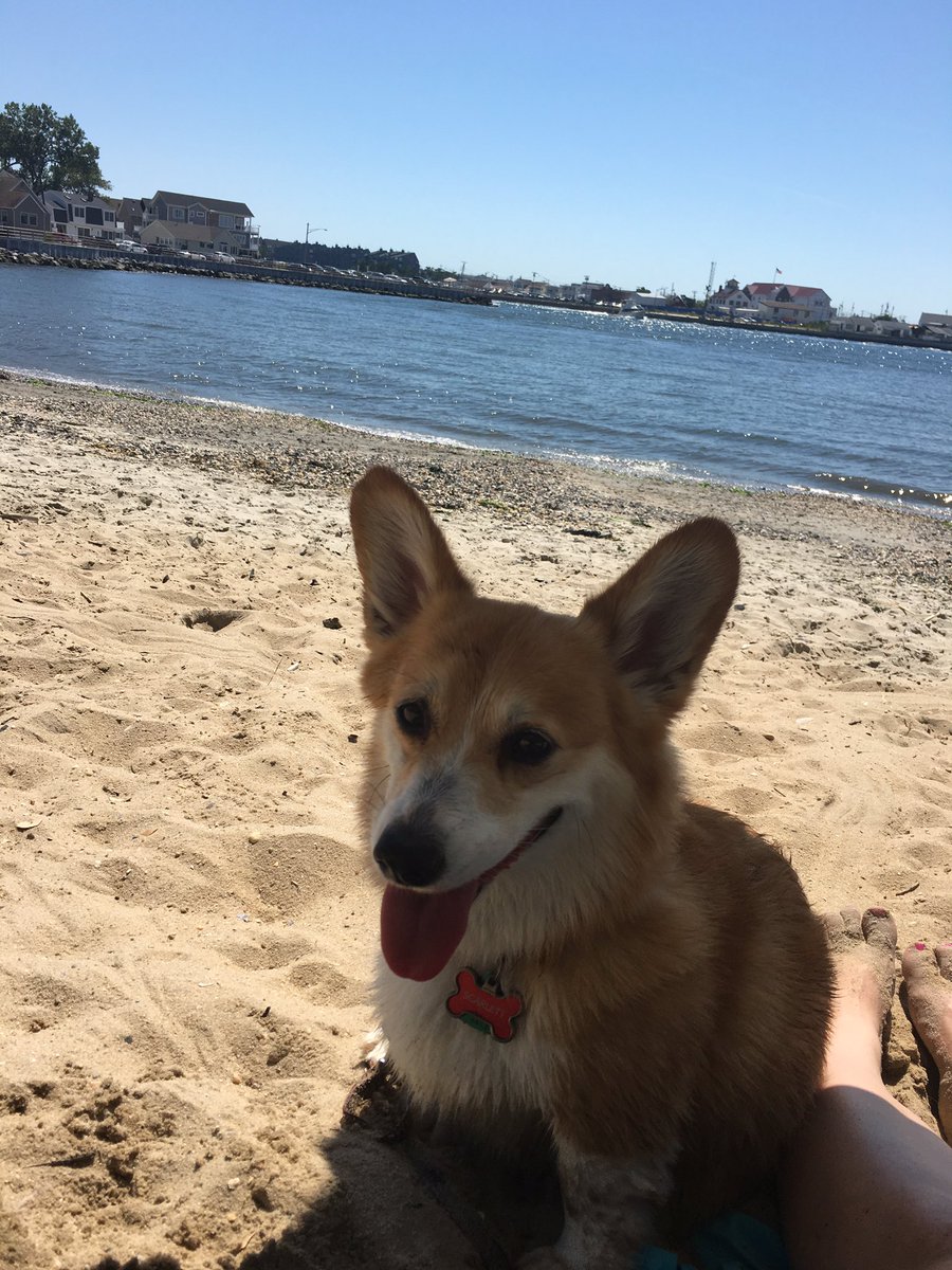 Took Scarlett to the beach! Love her so much. Happy belated #nationaldogday #corgi