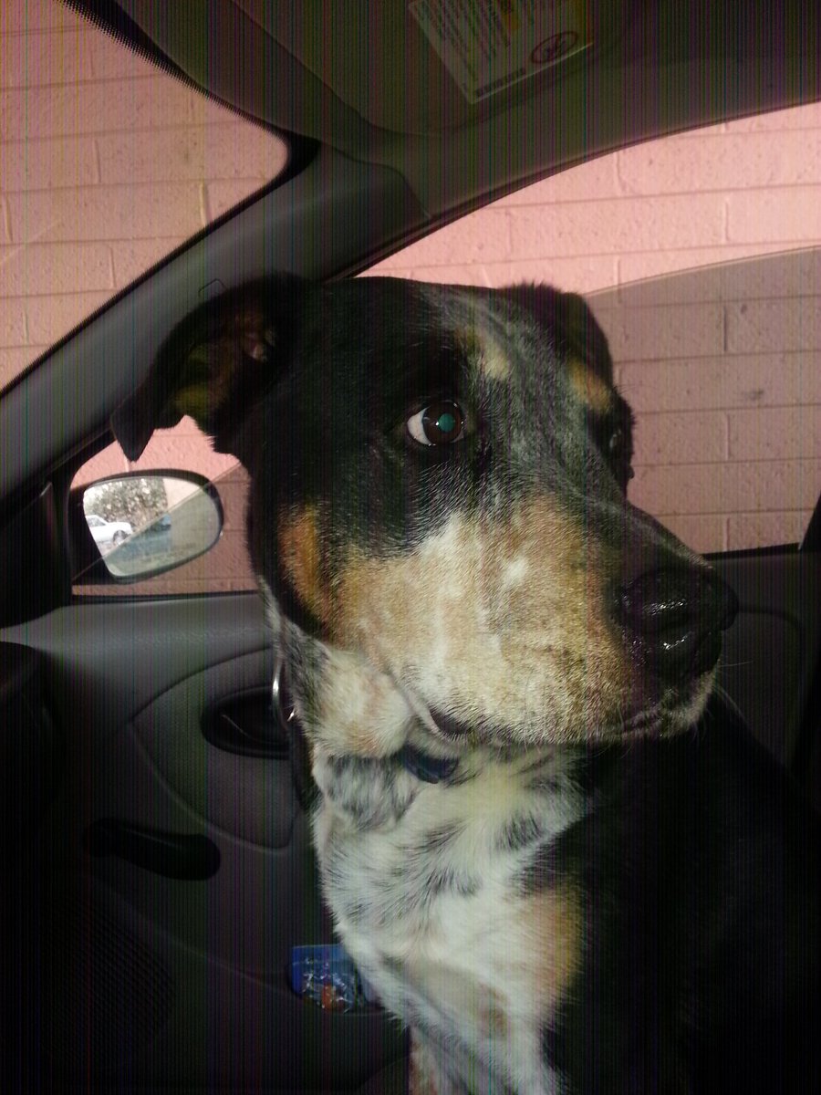 CatherineAdank's tweet photo. @IS_Foundation Buddy Has to Go Every Where With Me.  :-) https://t.co/MzJSxJwufu