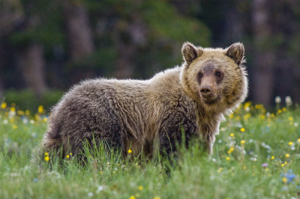 Ask President Obama to stop the delisting of the <a href="/yellowstonegriz/">Save the Yellowstone Grizzly</a> . Sign the Petition at savetheyellowstonegrizzly.org