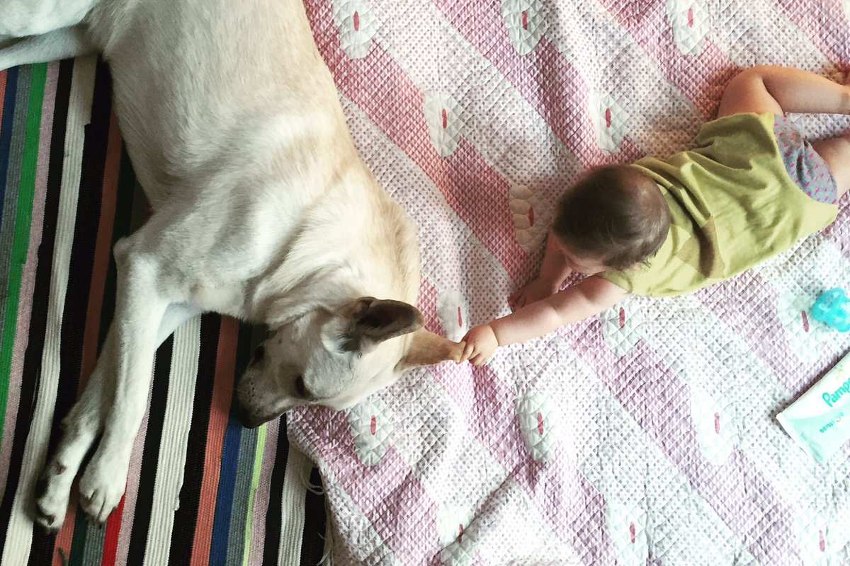 bootsmannthedog's tweet photo. It's good to have your ears checked from time to time. #dogsoftwitter #caring #flabmate https://t.co/fdrhc8viUp