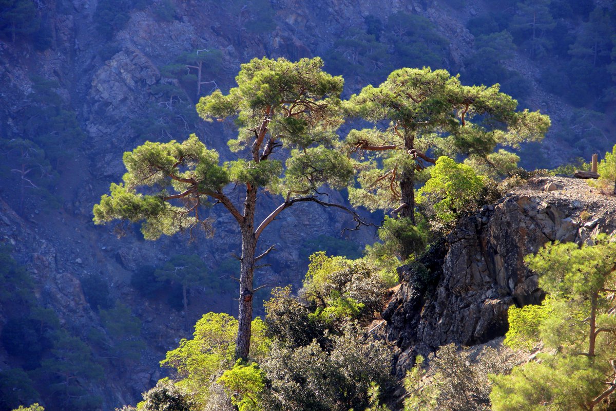 TroodosUltra's tweet photo. Another glimpse of the route of the Buff® Troodos Mountain Ultra  #trailrunning. Enter at https://t.co/AW0vcDlVqF https://t.co/cpkKhSl3Fj