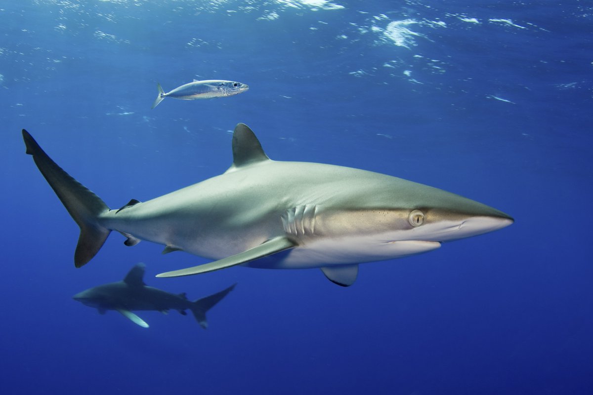 MissionBlue's tweet photo. Obama creates the largest protected place on the planet, off Hawaii! https://t.co/RWJfIPScQy #MahaloObama #BlueParks https://t.co/TaZBw3HXXt