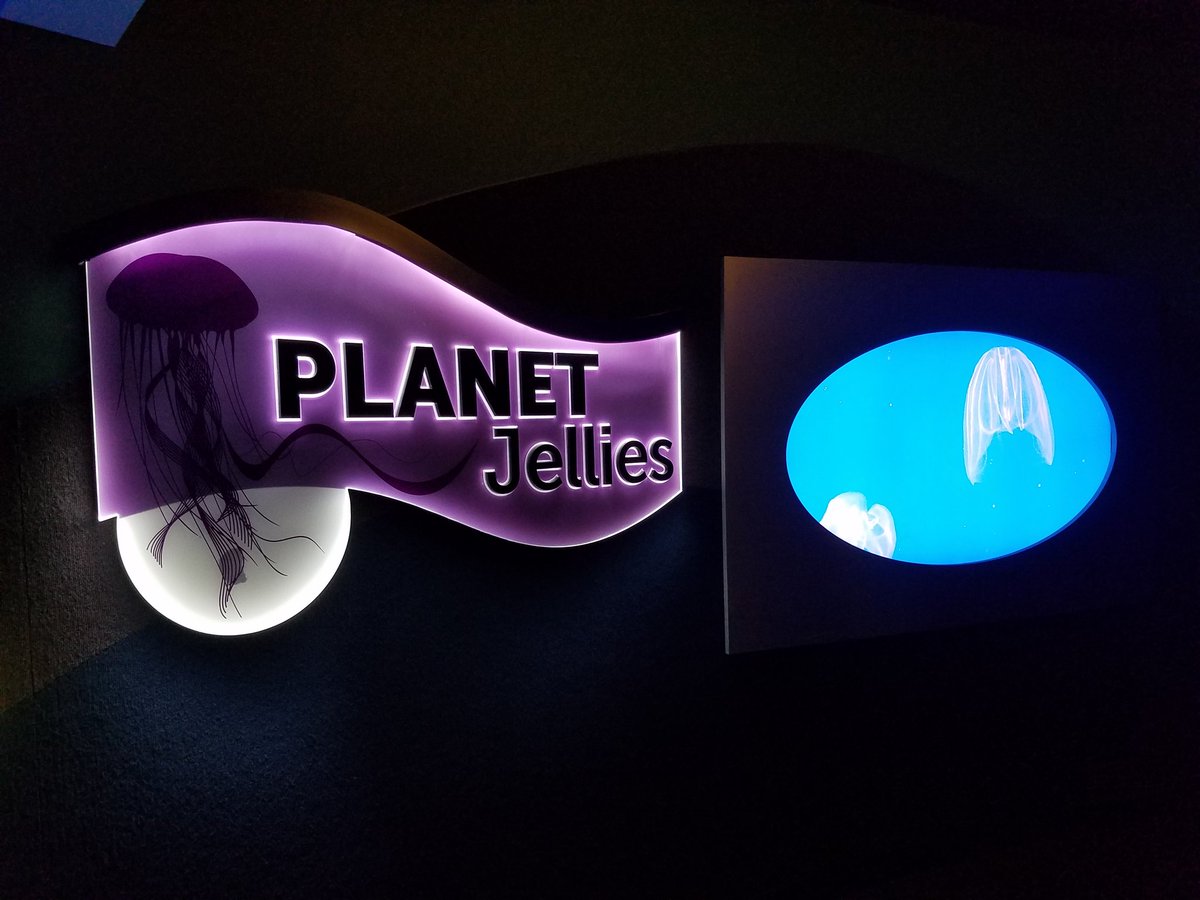 HellzGuard's tweet photo. @RockLeeSmile Yo Nek, Ridlye's Aquarium in Toronto contains your homeworld!! #Jellies https://t.co/qhkikLpyEu