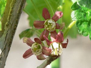 Twitter 上的 もも おはようございます 8 28誕生花 スグリ 花言葉 幸せの訪れ 別名グーズベリー ユキノシタ科の落葉樹 スグリにはトゲのあるグーズベリーとトゲ無しの房スグリがあります 酸味が強くビタミンcが豊富で 目や風邪に効果あり T Co