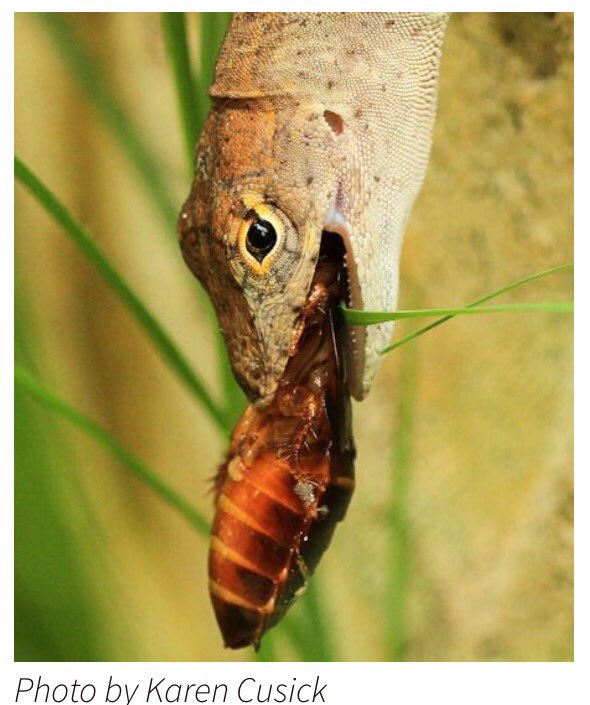 GatorAnole's tweet photo. @Reptilenews @ReptileFacts @AmphibianRescue #PalmettoBugs are a favorite of mine. What's your favorite? #TweetMe https://t.co/XYL6t7j8lW