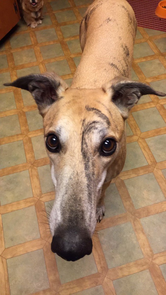 sokcracing's tweet photo. Oshkosh Lippy now known as Lips is loving retirement! #RetiredRacerSpotlight #FastPuppies #SOKCRacing https://t.co/EKejGuehKk