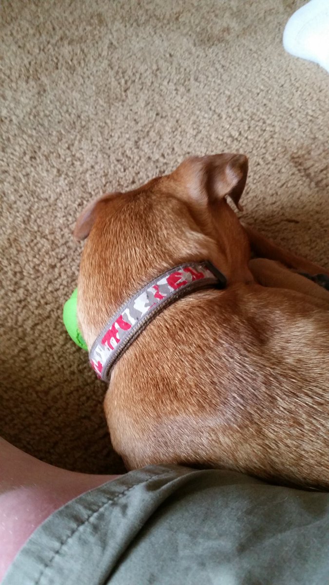 simtron816's tweet photo. Someone is using his ball as a pullow. #FrankietheChiweenie #ChiweeniesRule https://t.co/DM8FjRs2Eo