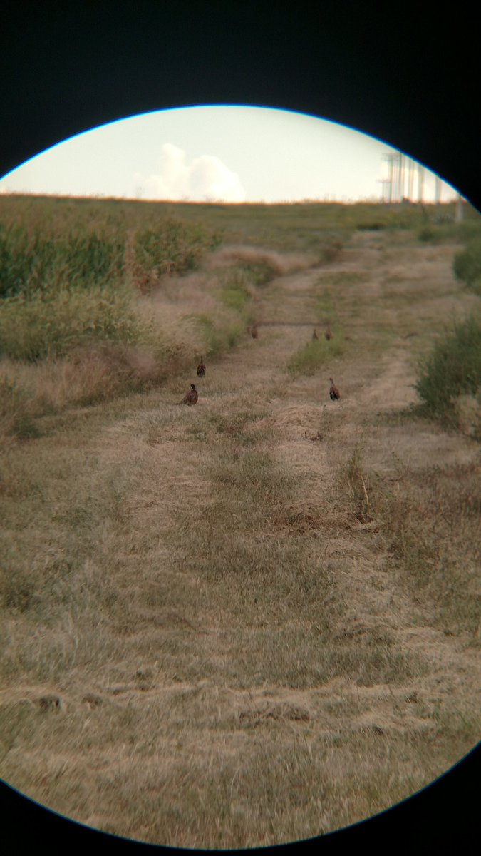 ridgeandvalley's tweet photo. Out scouting for doves this is what I find. #roosters #hens @pheasants4ever @BobStPierre   #colorado https://t.co/BOnLPmHwHy