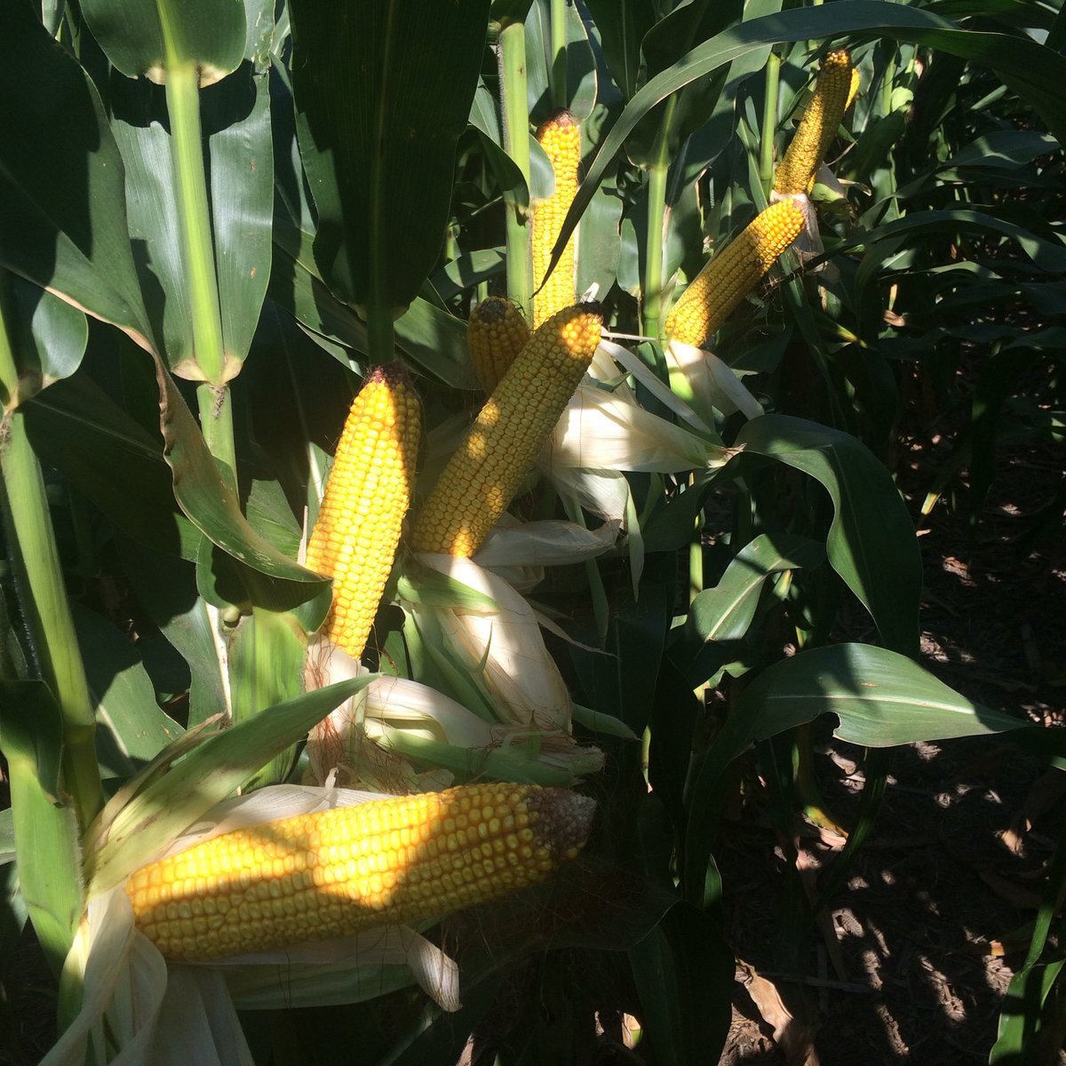 Growit_Keller's tweet photo. Some good ole hybrids never give up. 18x36x25k Boyd co. NE dryland #DKC52-61 @AsgrowDEKALB_NE https://t.co/QwX9qwYoh6