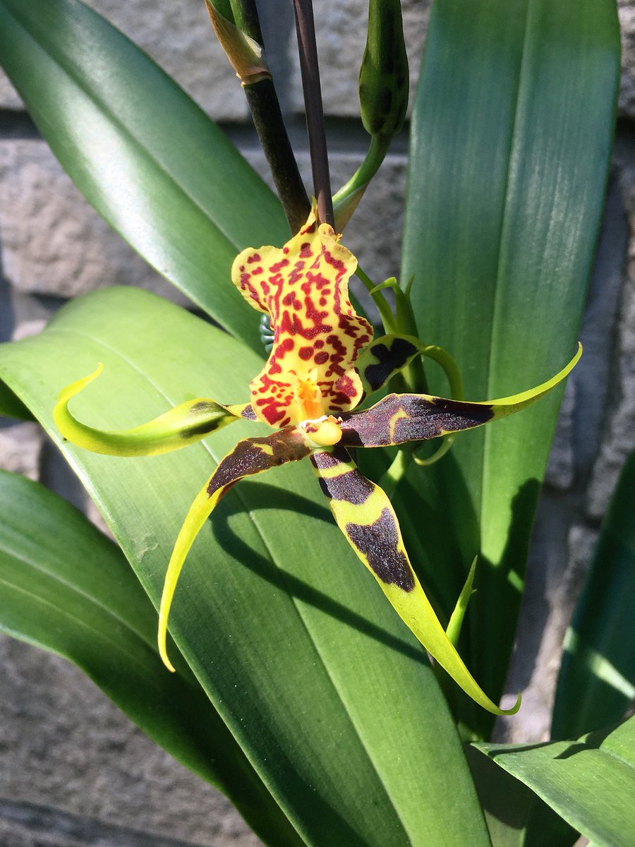 HortErotica's tweet photo. #Hausermann's SURPRISE waiting for me at home...Gilded Tower 'Mystic Maze'! #Orchidaceae  #OneYearTwitterAnniversary https://t.co/rnRCEuGVCi