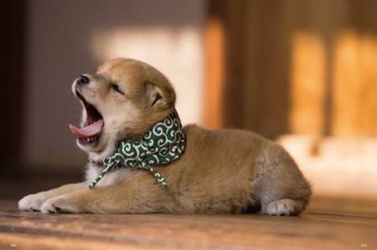ブサ 萌えかわ動物 Twitterissa ブサカワあくび 動物 ぶさかわ ブサ 萌えかわ動物 Twitterissa ブサカワあくび 動物 ぶさかわ