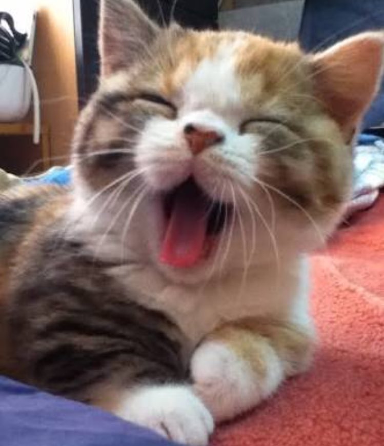 ブサ 萌えかわ動物 ブサカワあくび 動物 ぶさかわ