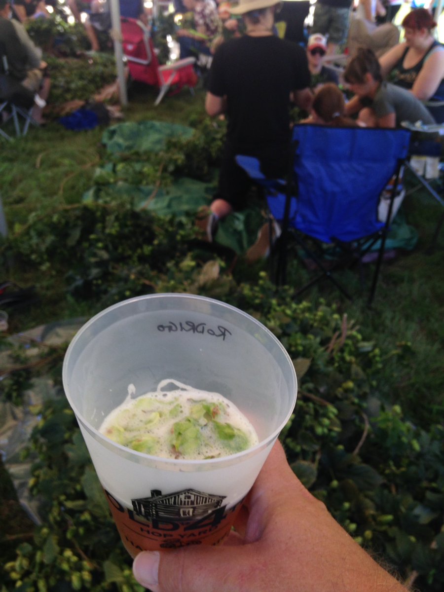 Hop picking <a href="/Old4thHops/">Old 4th Hop Yard</a> today #wemakebeer
