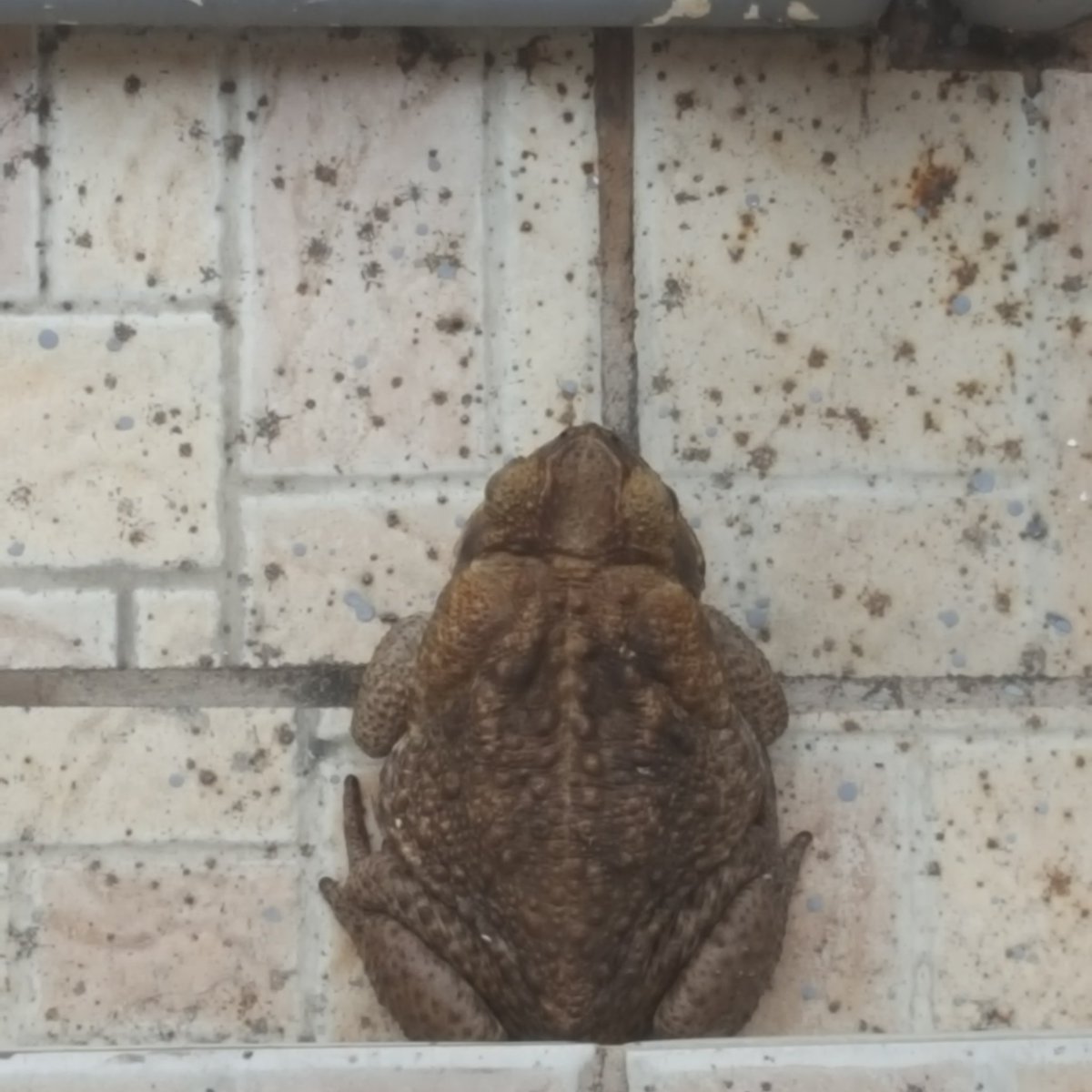 NehnehAnye's tweet image. Good morning Kermit!  Can I pass?  #morninggreeter #longtimenoseen  #donyanye #doonposaamin #sleepingfrog