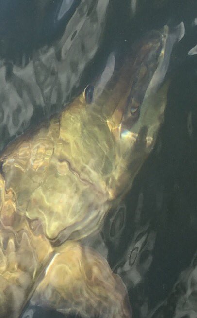 Flippin jigs are not just for Bass!! Especially with a hint of <a href="/LiquidMayhem_/">Liquid Mayhem</a>  Garlic Craw!