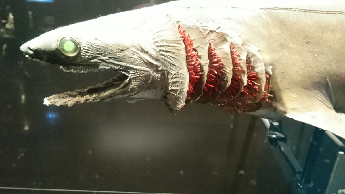 Tubarão de mar profundo