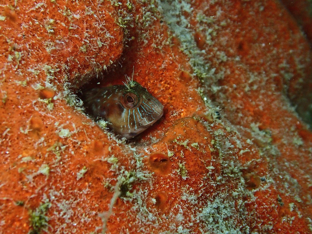 Some photos from Lido public swim beach in Sarasota, FL today. Great snorkeling at the public swim beach. #sarasota