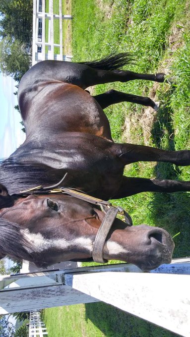 今日も牧場見学
スペシャルウィークさんかっこええわ 
