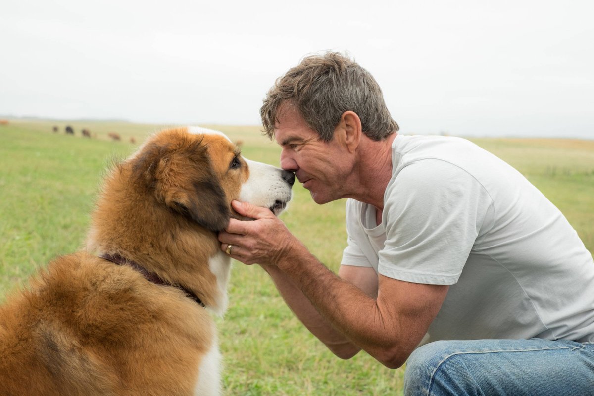 SinEmbargoMX's tweet photo. Dog’s Purpose, una película que habla de la reencarnación canina https://t.co/7tHKMVb7kT https://t.co/hOXcrVI0Tu
