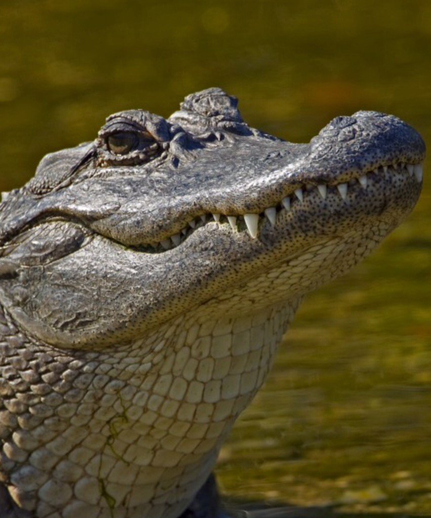 Boolyn04's tweet image. I miss my gators