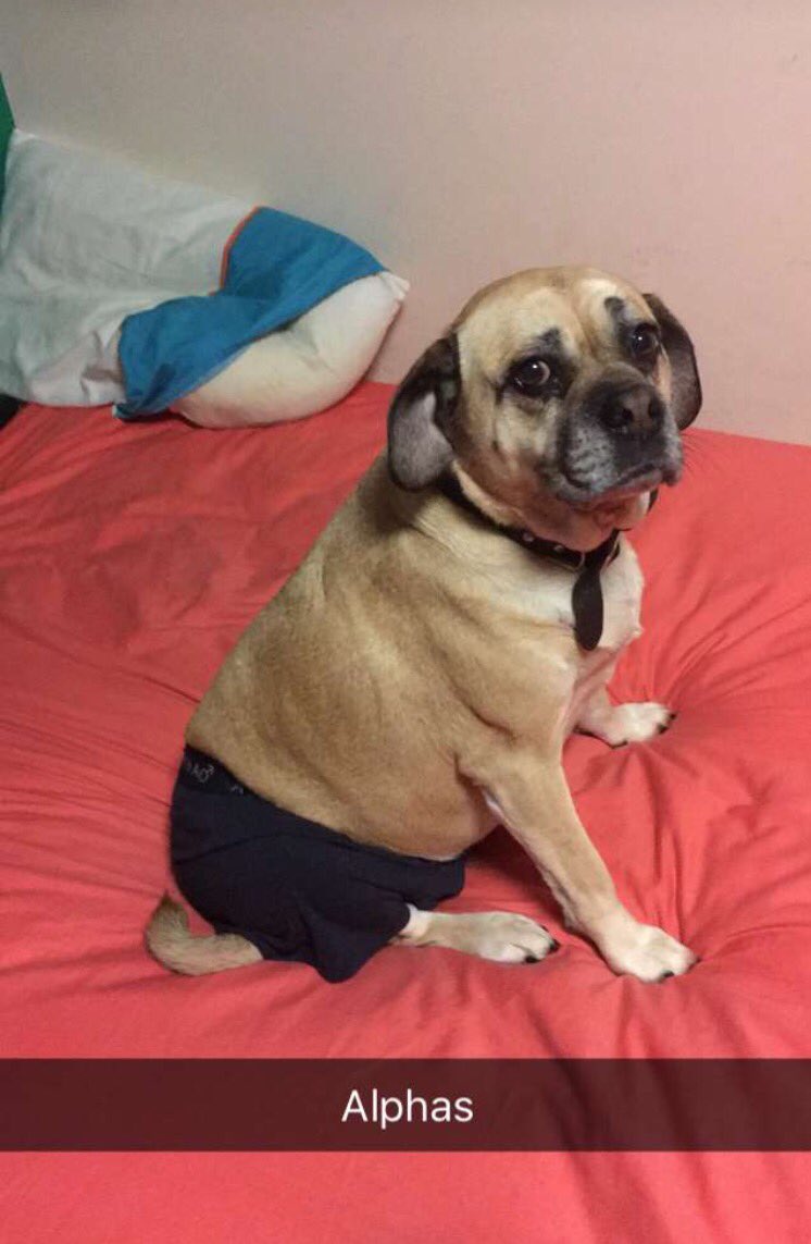 DennisTheOrc's tweet photo. Nothing funnier in this world than a doge wearing alphas!! 😍😍😍 #dog #underpants https://t.co/vWUUBKSezA