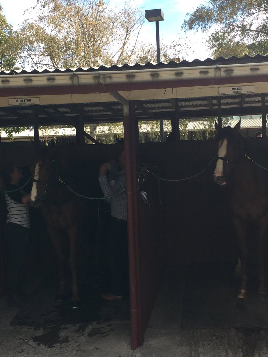scamalachi's tweet photo. Great to be on track @CranTurfClub to watch my horses go round today #sidebyside #betterstrike #amenzel @sheaeden https://t.co/o2NQA0Mp7p