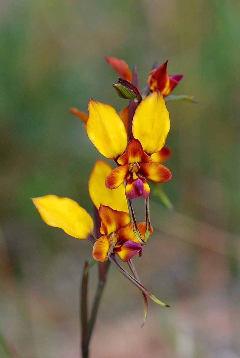 UnderwoodBush's tweet photo. The donkey orchids are flowering with abandon now. #SaveUnderwood https://t.co/PCsiY7WUqE