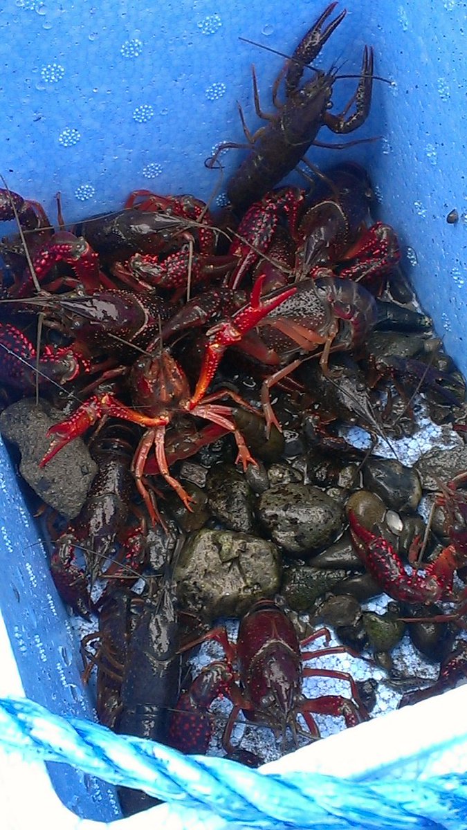 ザリガニを捕獲して食べた話 Togetter ザリガニを捕獲して食べた話 Togetter