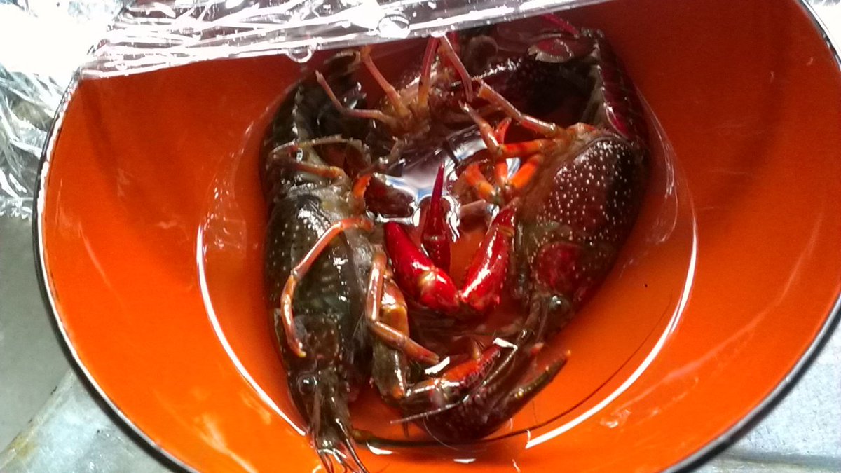 ザリガニを捕獲して食べた話 Togetter ザリガニを捕獲して食べた話 Togetter