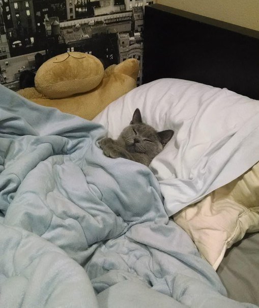 Нужно набраться смелости и всё-таки рассказать коту, что это он живёт у меня, а не я у него..