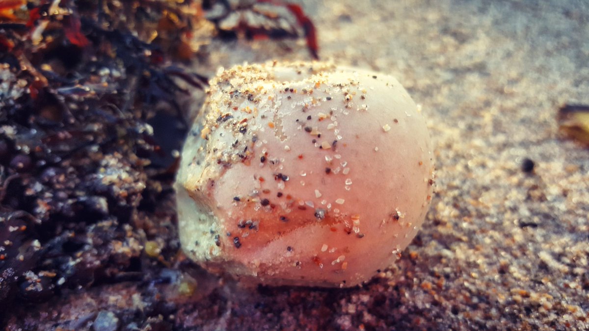 andrighetti35's tweet image. #turtlenest #hightide #loveFl #hellosunny #saltlife @ShareALittleSun @conserveturtles