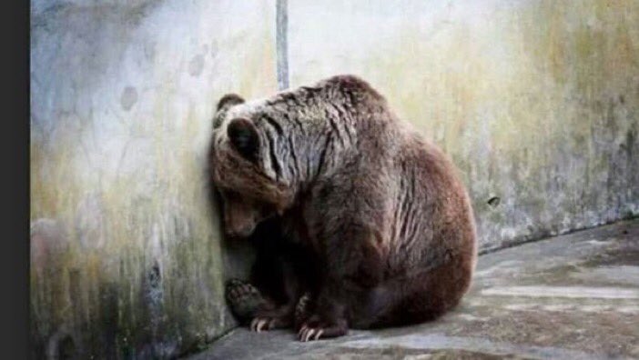 rickygervais's tweet image. Bullfighting. Enslaving Dolphins. Skinning dogs alive. Bile farming. What a cruel species we can be.