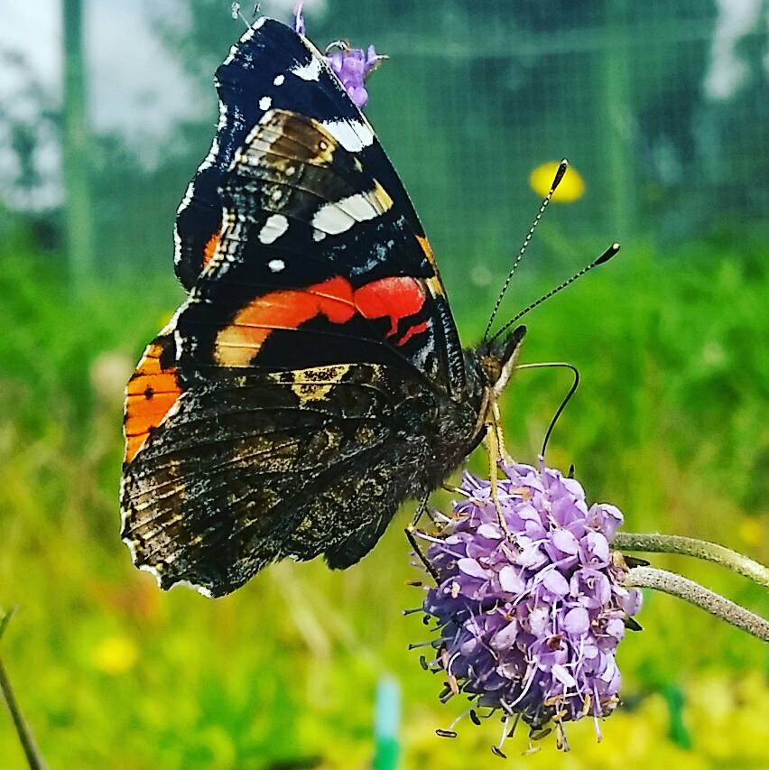 cwfnursery's tweet image. If you need more reasons to plant wildflowers... #wildflowers #wildflowerhour #devilsbit @NatureUK @ukbutterflies