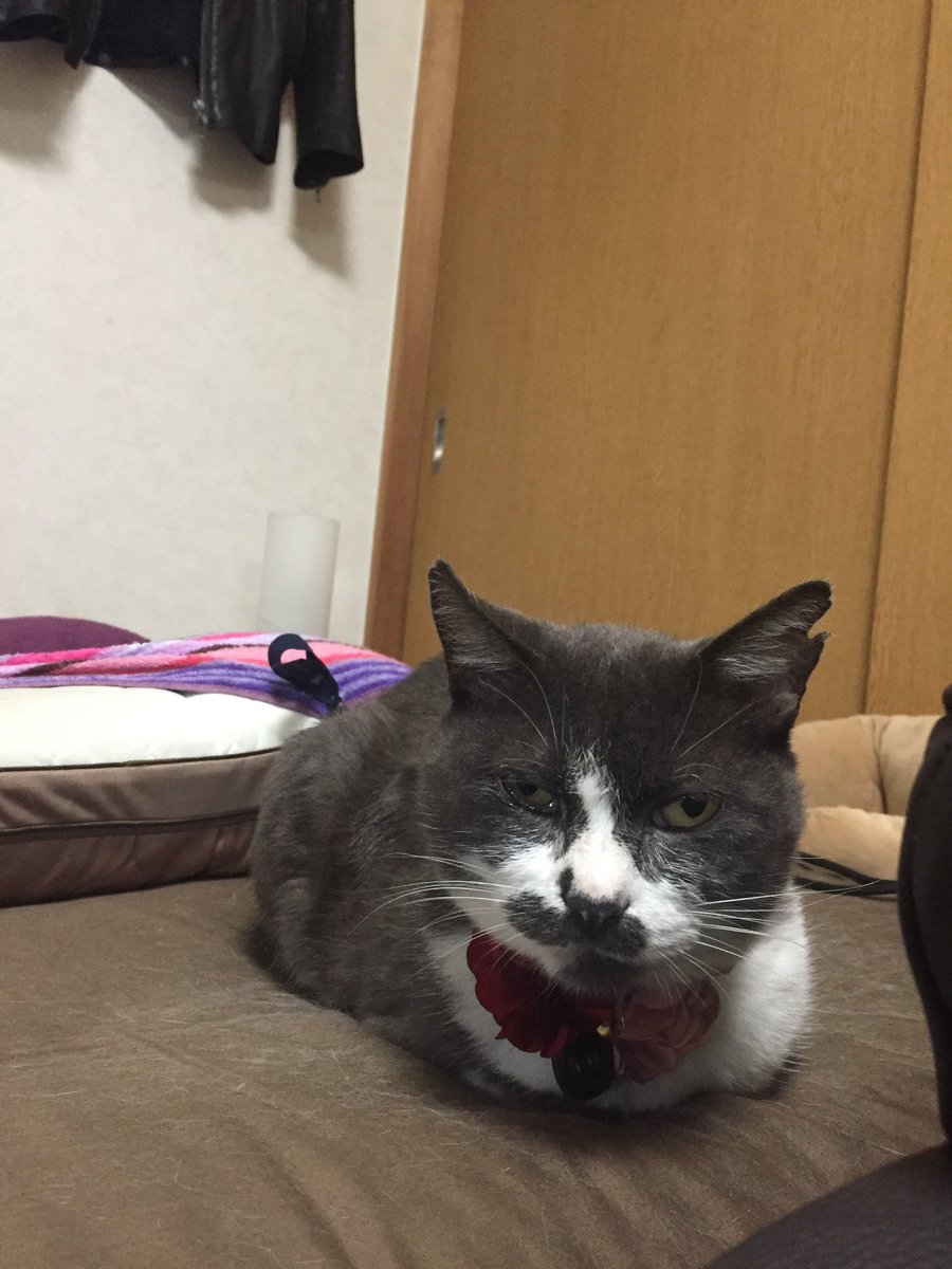 サイガ 下手の猫好き Auf Twitter ウチのねっこを キャッ党忍伝てやんでえ 風のキャラにしてみた モチーフは泥棒猫 アニメで実際に似たようなのいた可能性はあるけど ちゃんと描き直して色付けてみようかな 気が向いたら キャッ党忍伝てやんでえ ウチの