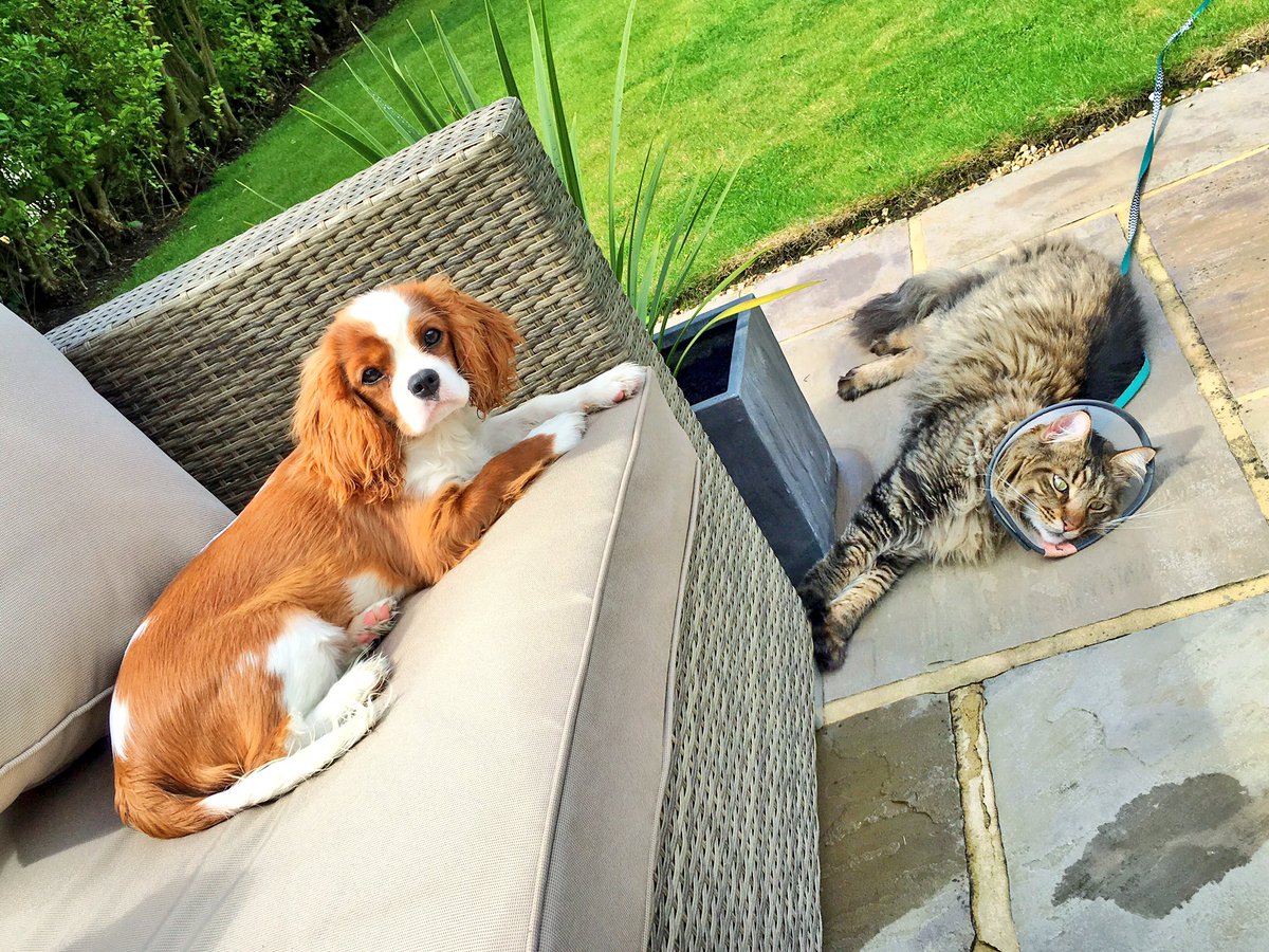 OMGitsAliA's tweet photo. Eevee + Darcy enjoying a relaxed weekend. Darcy's getting his cone off today! He's excited to be cone-free! 😂🐶😼💙 https://t.co/DGdpvCMTpm