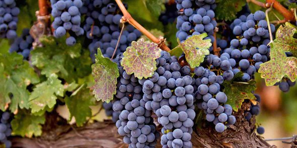 One more day to enjoy the Wine Down Summer at Riverwinds Wine Festival.  ow.ly/ZeOP303CcSK #sharemynj #weekend