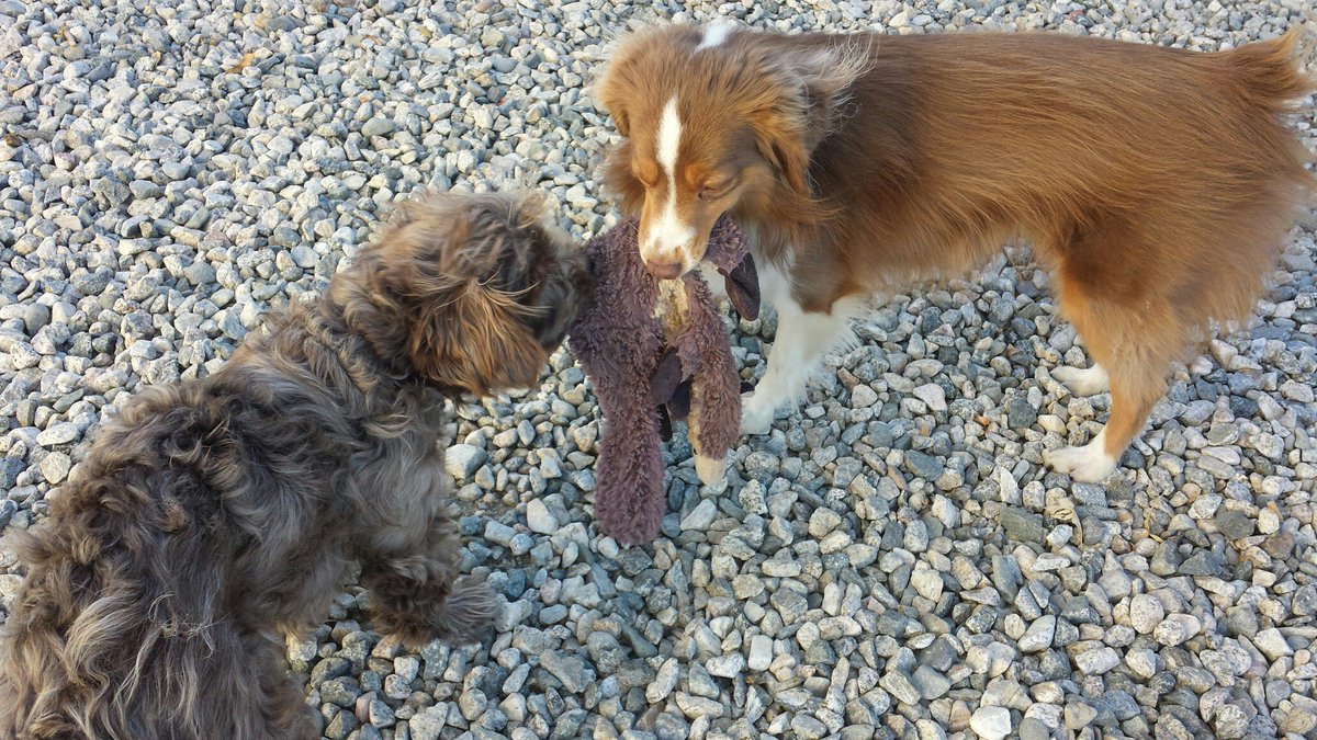 I play tug-of-war now with her and she shares food with me too