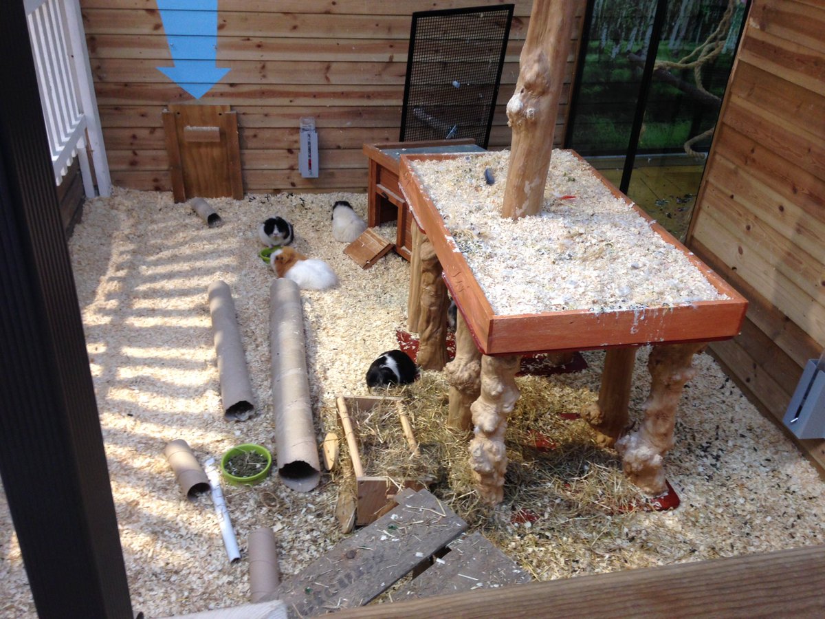 hel_nuttall's tweet photo. @PattiAdank @jen_chesters I saw this tweet whilst at gpig world #guineaday https://t.co/KnWjXzm4Xu