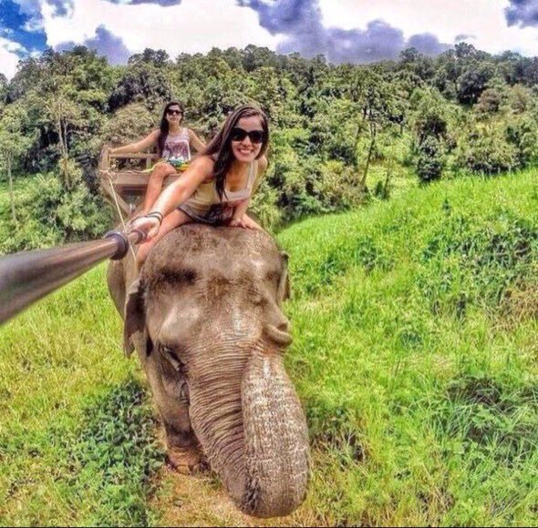 BohoesTweet's tweet photo. THIS IS GOALS 🐘 https://t.co/df2SVv1lnI