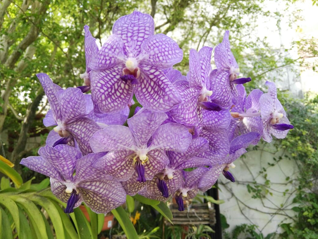 #EsteFinde Disfrutando la belleza de estas orquídeas desde Resistencia Chaco..Angelita y flia besos!!@todonoticias