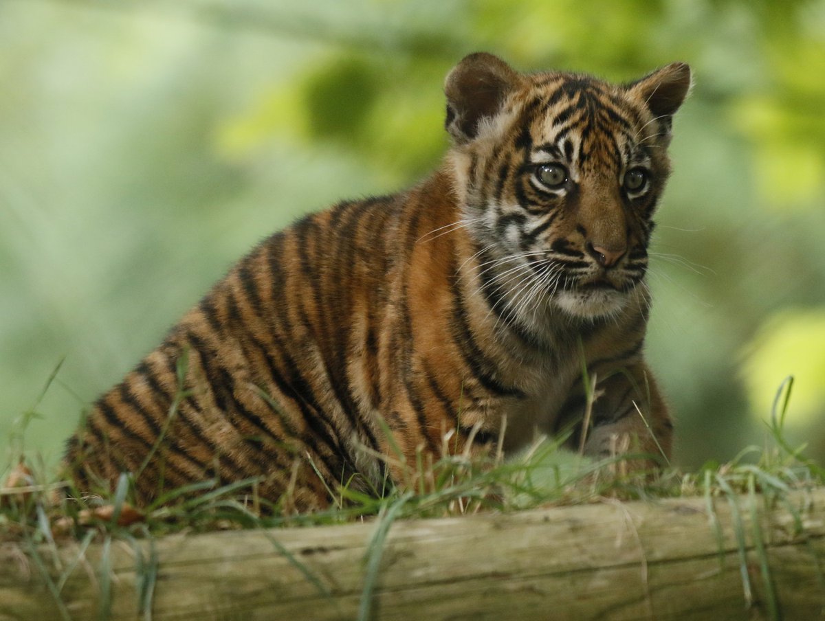 MiriamHaas11's tweet photo. Sumatran Tiger cub @PaigntonZoo @ukzooguide @Zoo_Watch @21CenturyTiger #tiger #cub https://t.co/11hSmGm3lr