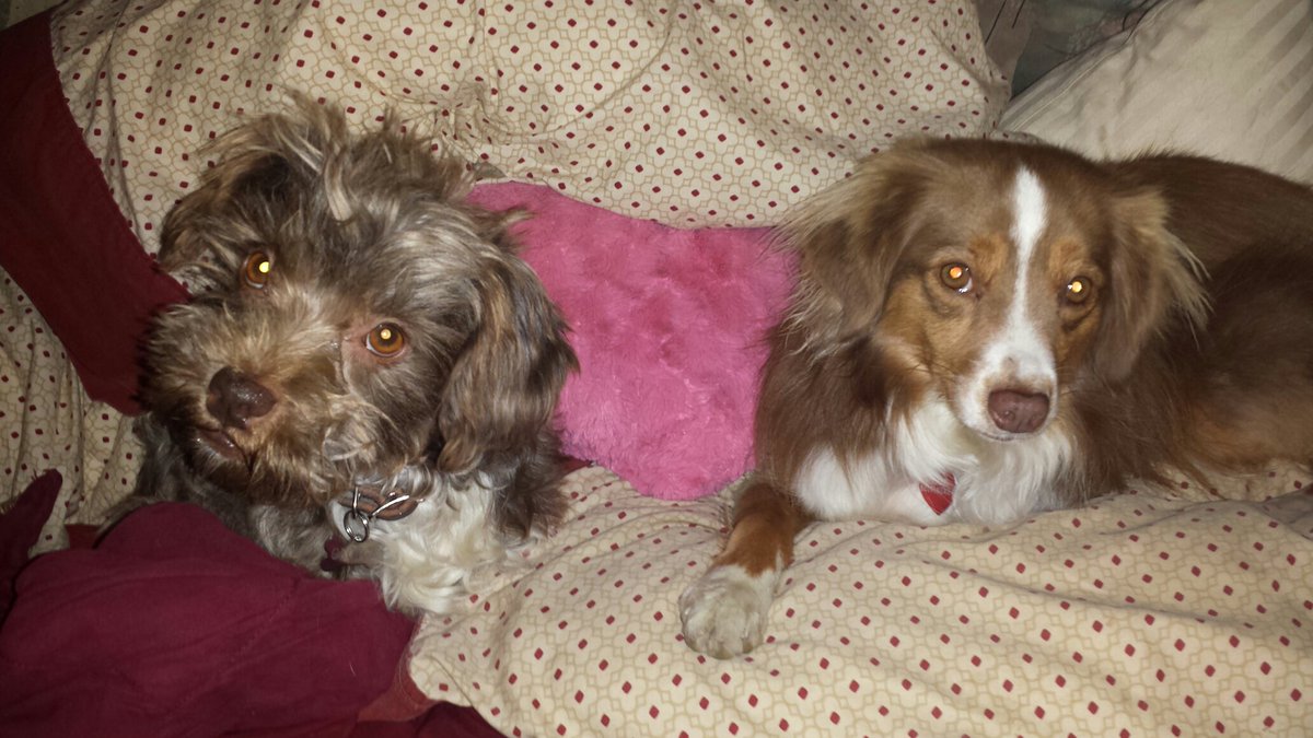 Guess what everyone?  I told you I would win her over. I sleep on the pillows with her now!