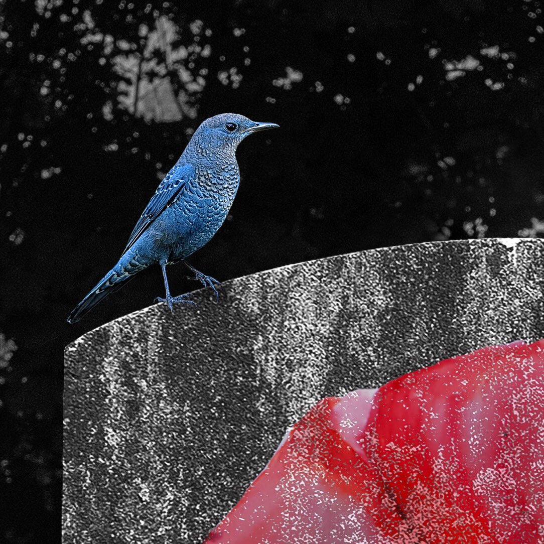 Niklas Brodd tweet media