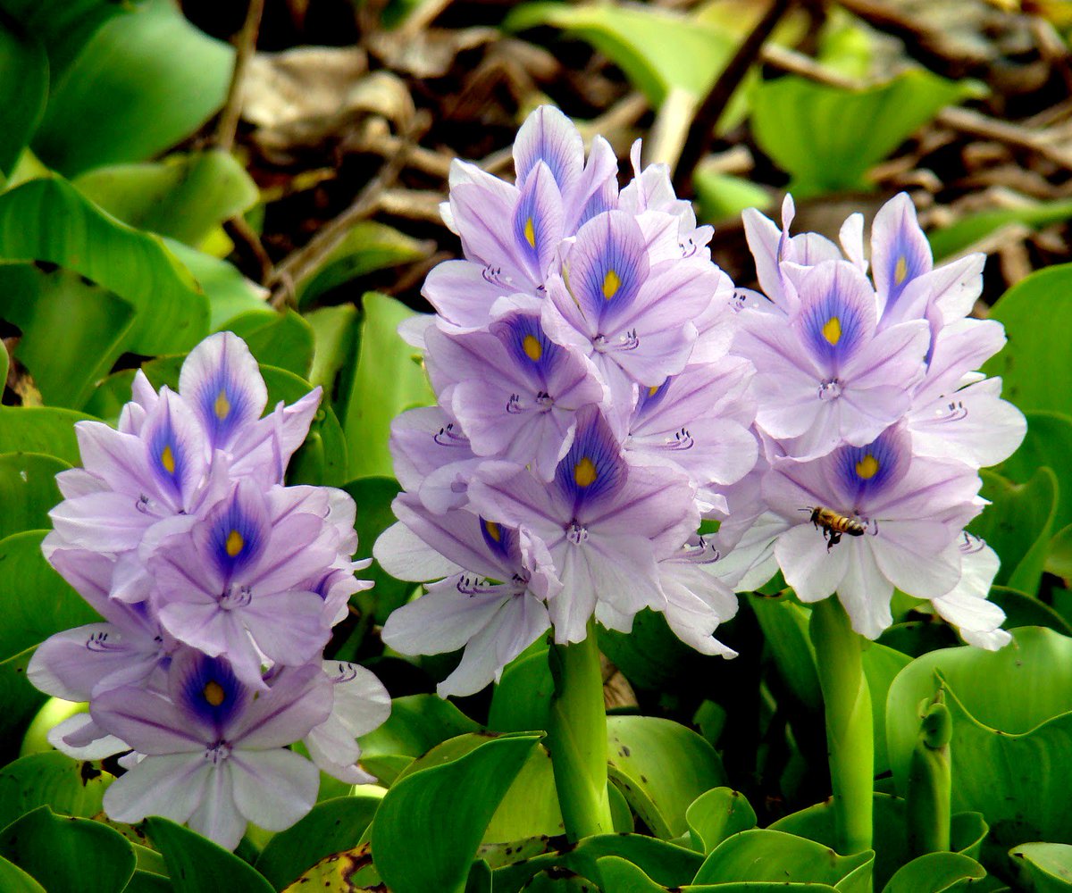 Water Hyacinth Hd Wallpaper